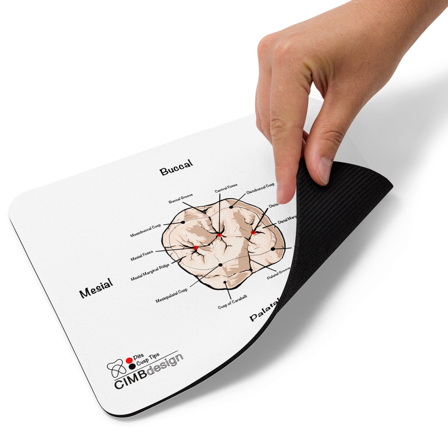 Molar occlusal Mouse pad